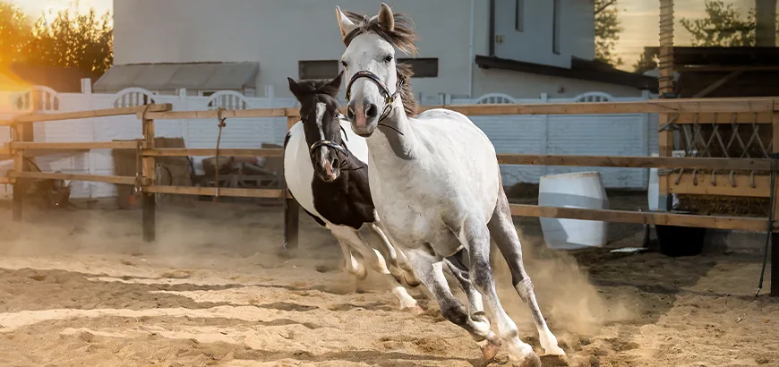 Oscar și Cristinel, caii de la Gallop Brăila