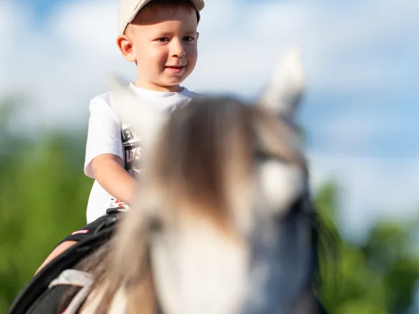 Gallop Brăila — fotografia 60