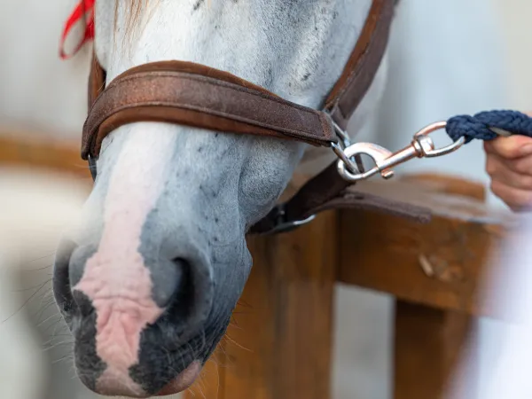 Gallop Brăila — fotografia 107