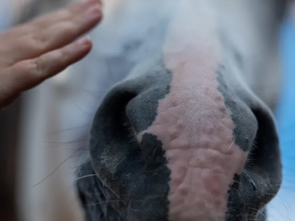 Gallop Brăila — fotografia 109
