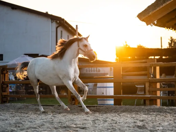Gallop Brăila — fotografia 232