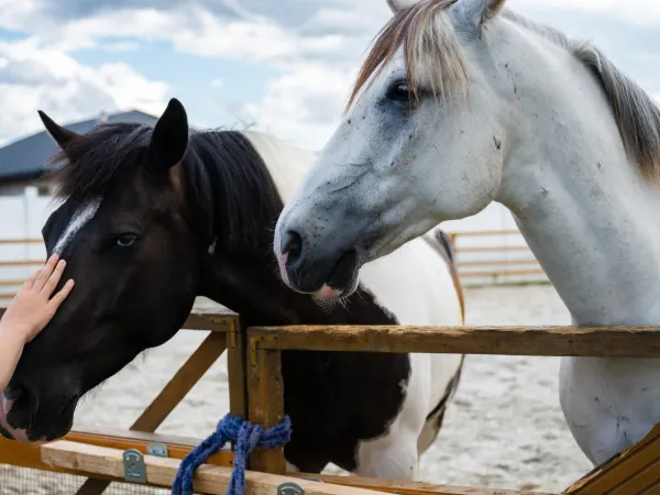 Gallop Brăila — fotografia 82