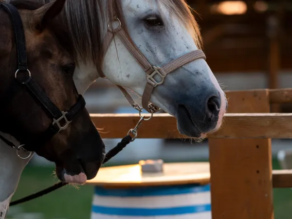 Gallop Brăila — fotografia 87
