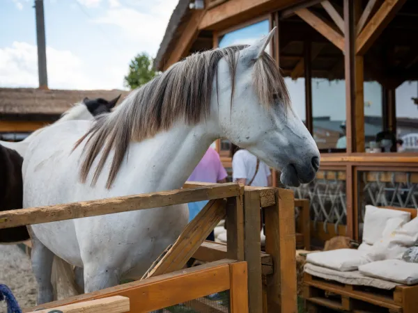 Gallop Brăila — fotografia 141