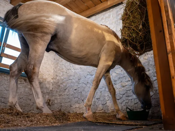 Gallop Brăila — fotografia 101