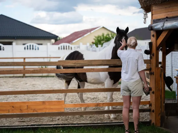 Gallop Brăila — fotografia 5