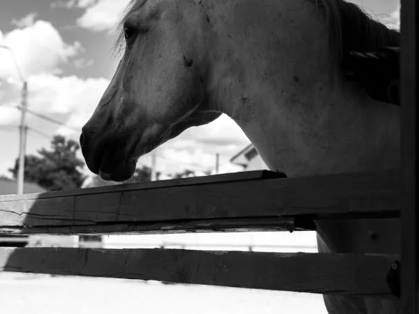 Cristinel, cal la Gallop Brăila