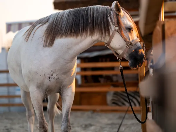 Oscar, cal la Gallop Brăila