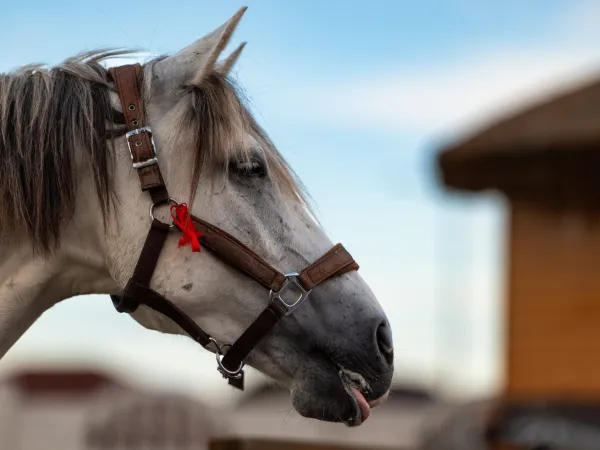 Fluli, cal la Gallop Brăila
