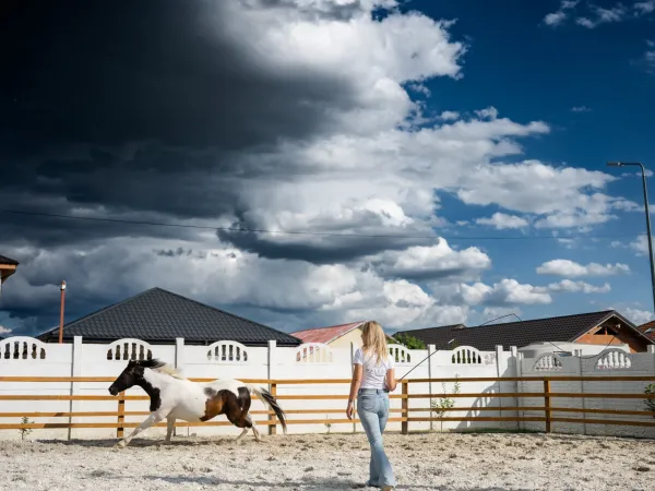 Gallop Brăila — fotografia 97