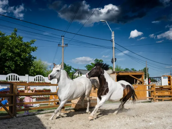 Gallop Brăila — fotografia 98