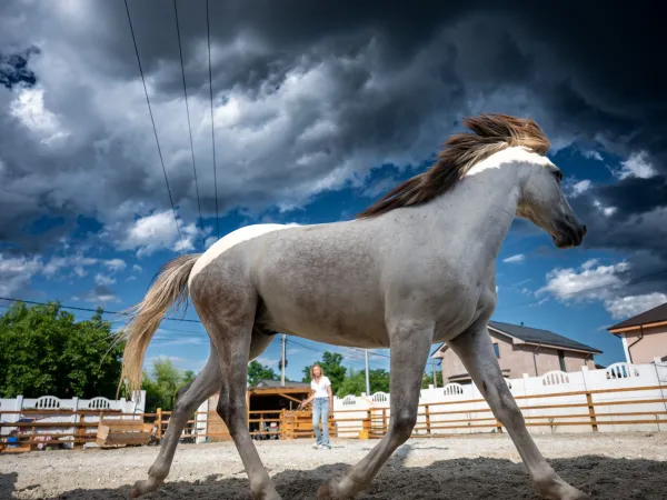Gallop Brăila — fotografia 99