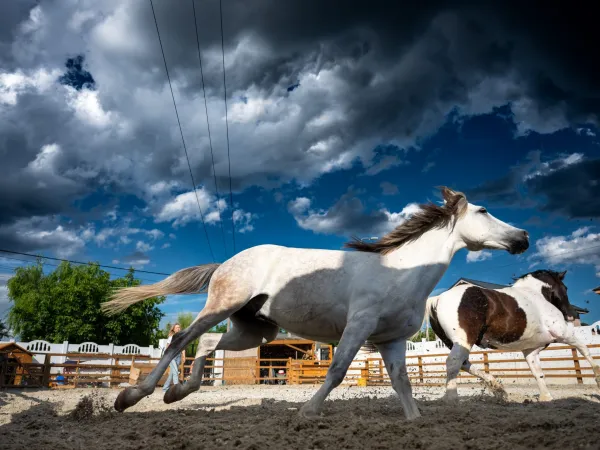 Gallop Brăila — fotografia 100