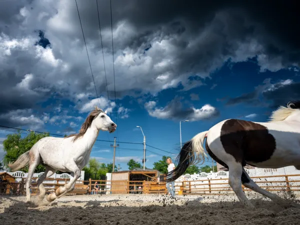 Gallop Brăila — fotografia 102