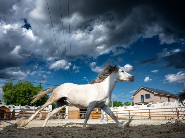 Gallop Brăila — fotografia 104