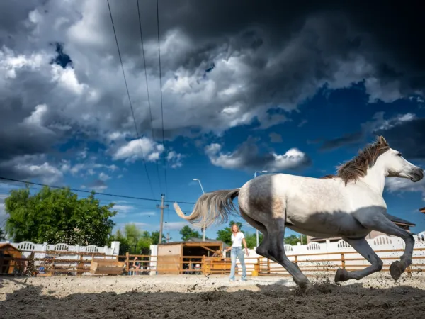 Gallop Brăila — fotografia 106